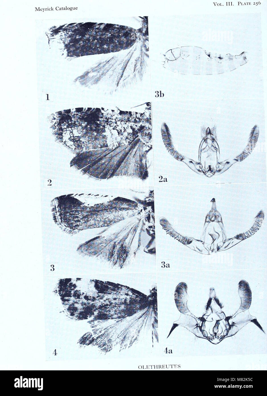 Catalogue of the types specimens of Microlepidoptera in the British