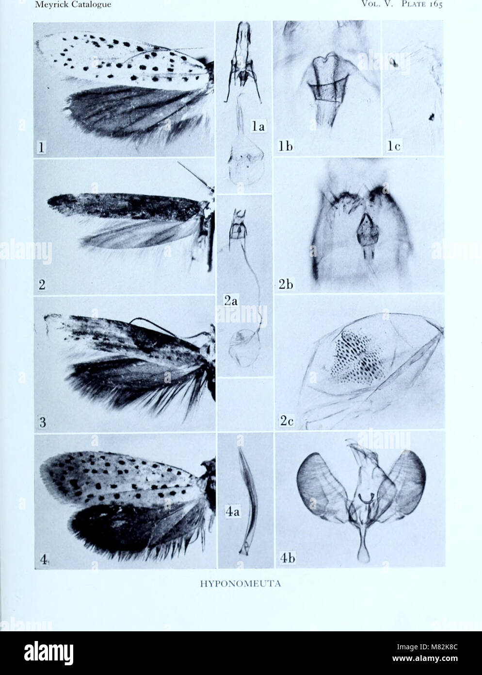 Catalogue of the types specimens of Microlepidoptera in the