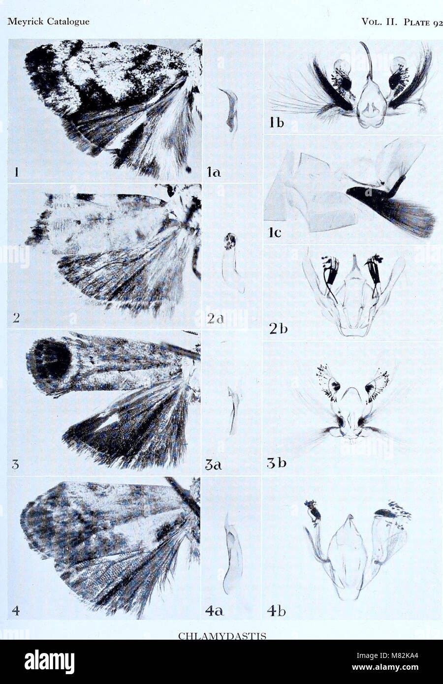Catalogue of the types specimens of Microlepidoptera in the British