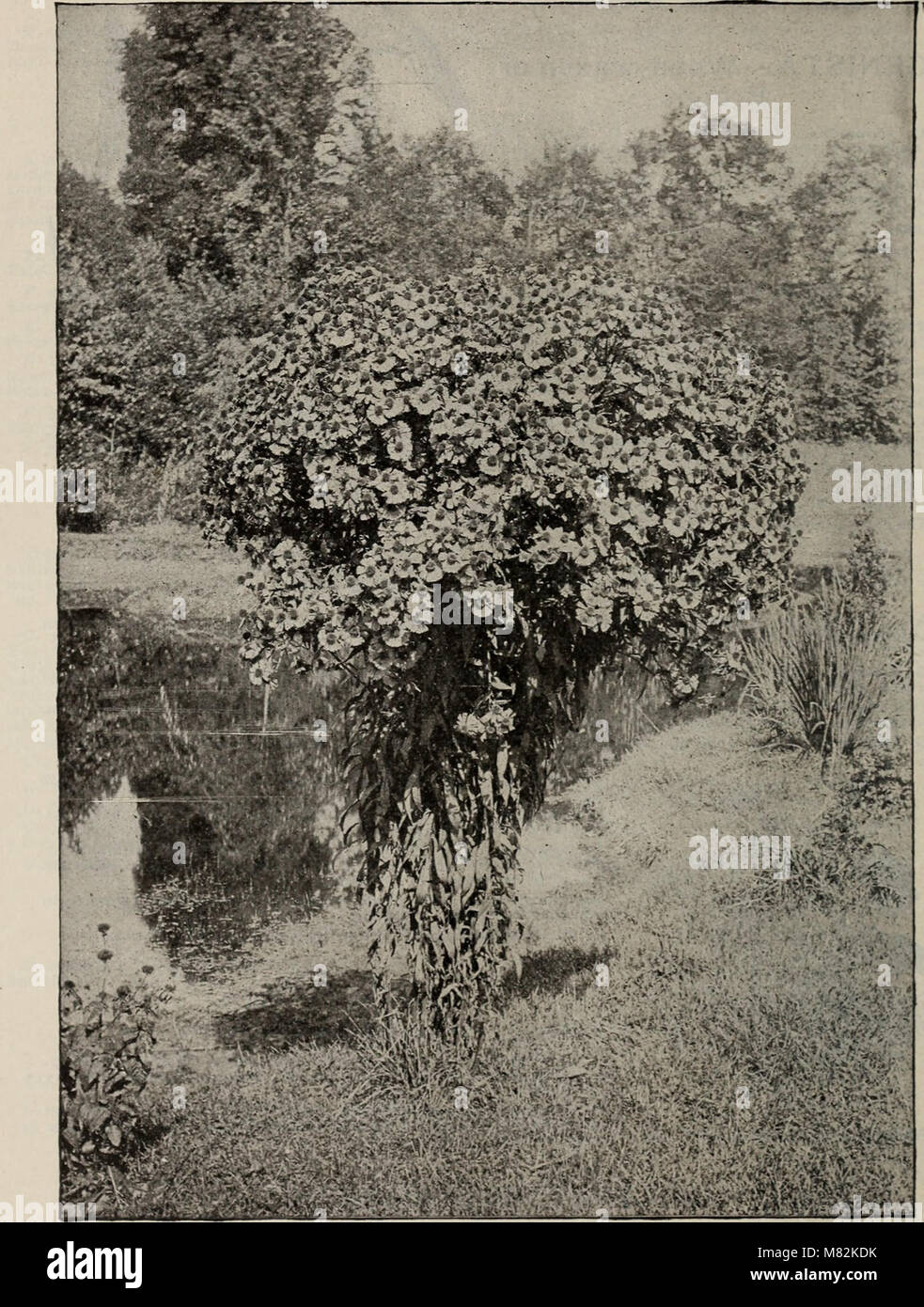 Catalogue of trees, shrubs, evergreens and herbaceous plants (1900
