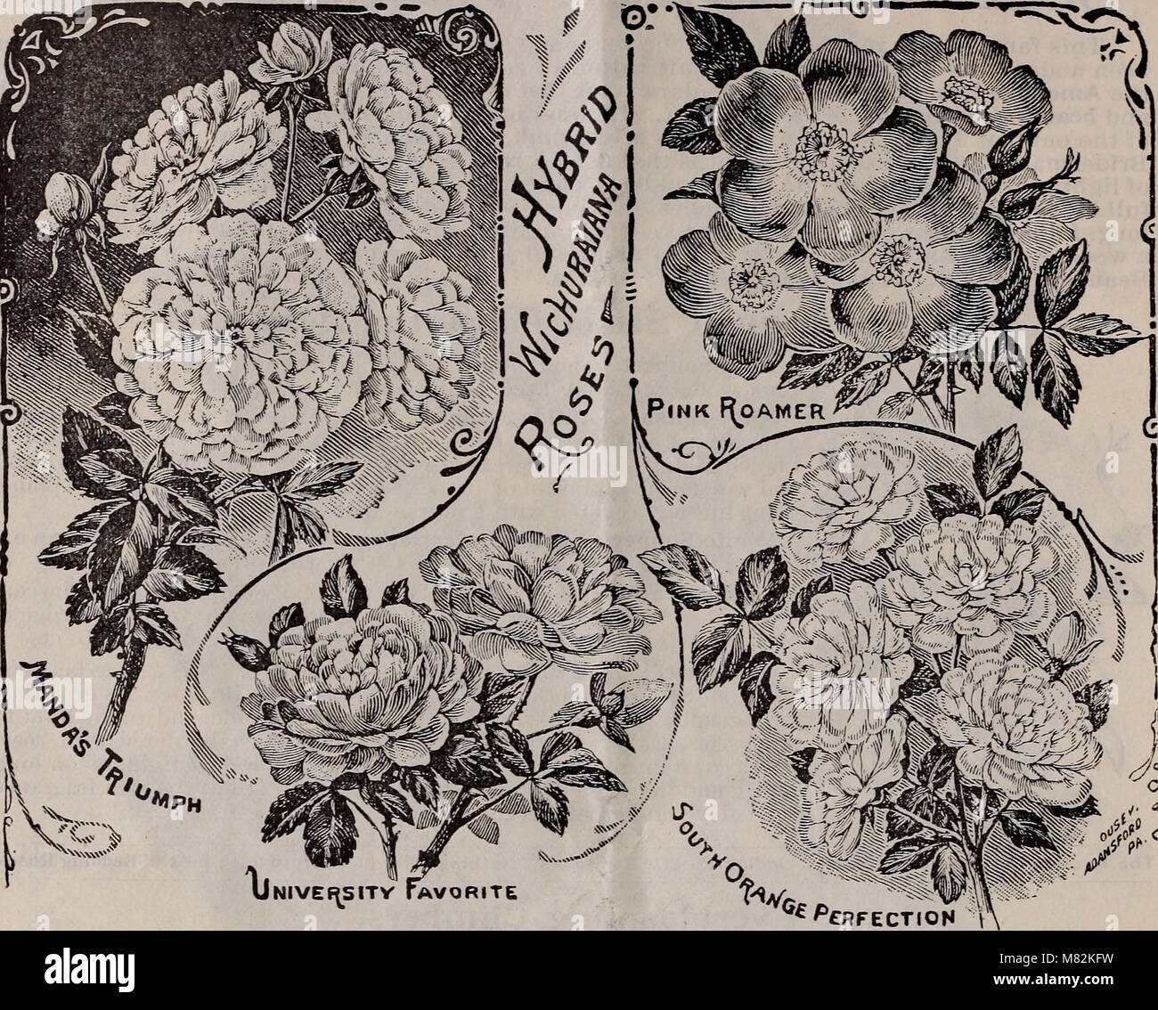 Catalogue of useful greenhouse and bedding plants make a specialty of