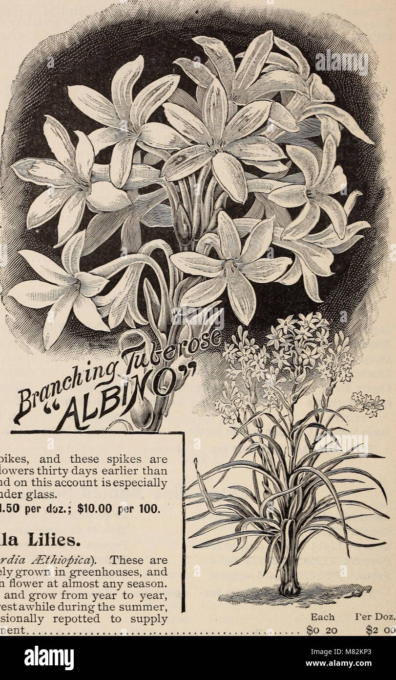 Catalogue of vegetable and flower seeds and bulbs for spring planting