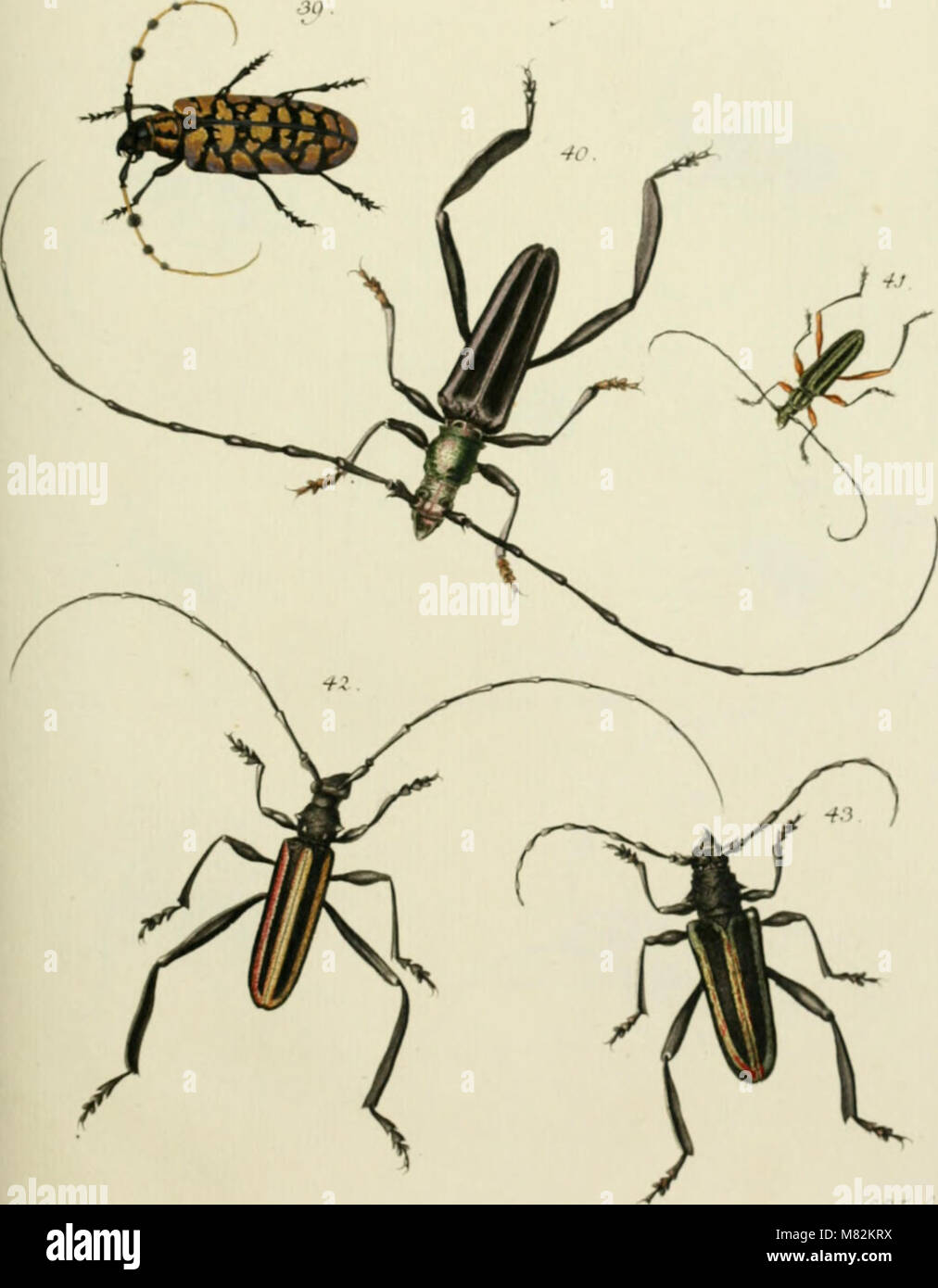 This 1806 catalog provides a systematic listing of beetles (Coleoptera ...