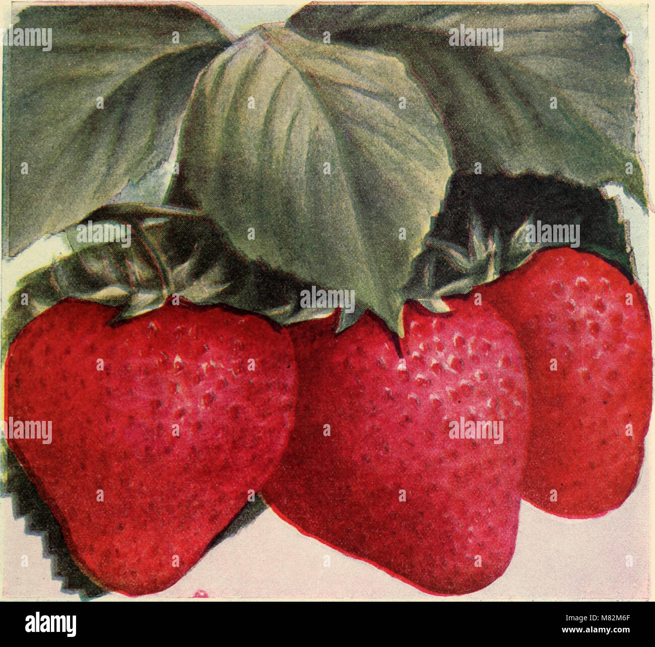 Catalog of hardy perennials shrubs, vines, roses, hedge plants