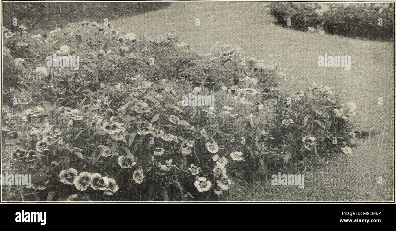 Hardy roots hi-res stock photography and images - Alamy