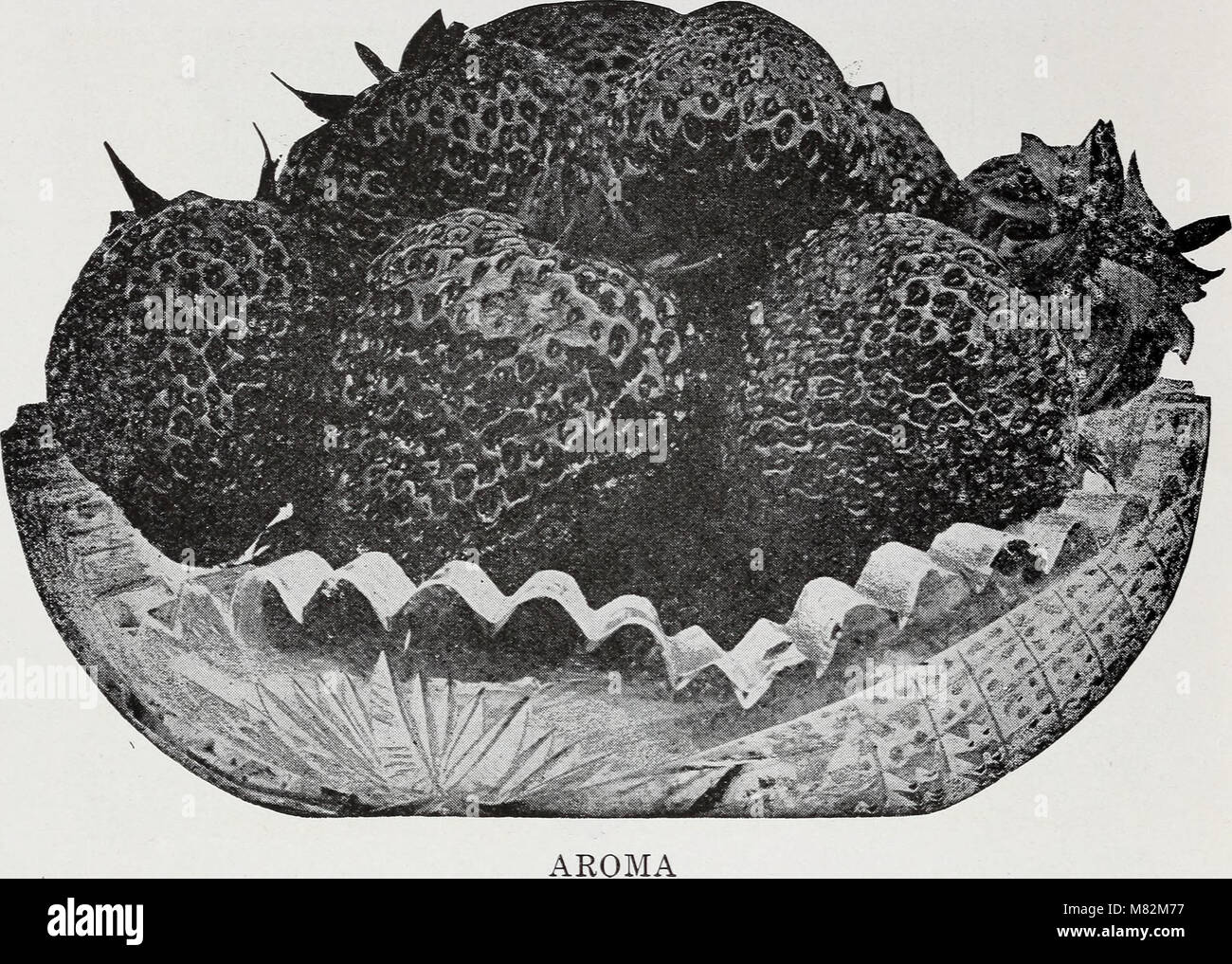 Catalog of strawberry plants and how to grow them (1928) (20549383476