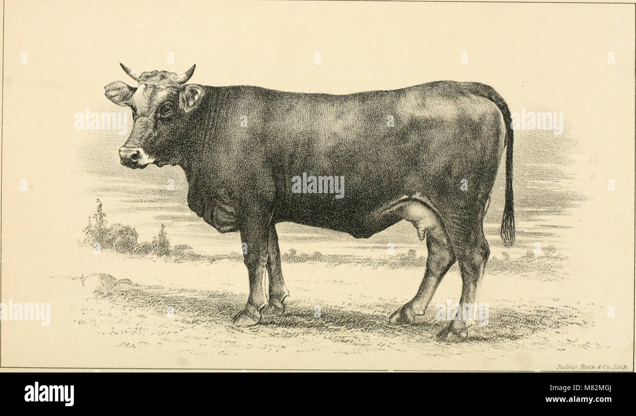 Cattle and dairy farming (1887) (19965844493 Stock Photo - Alamy