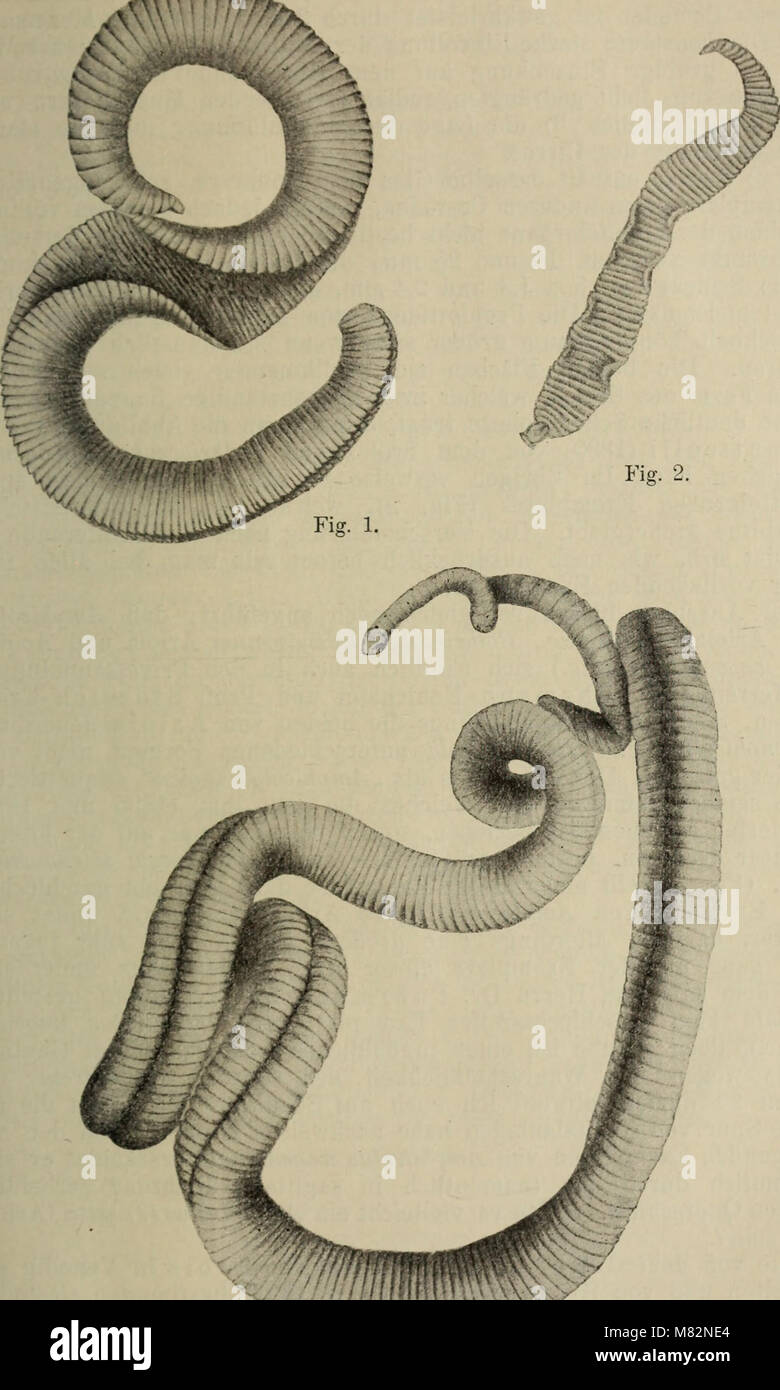 Centralblatt für Bakteriologie, Parasitenkunde und Infektionskrankheiten (1902) (19965624024) Stock Photo