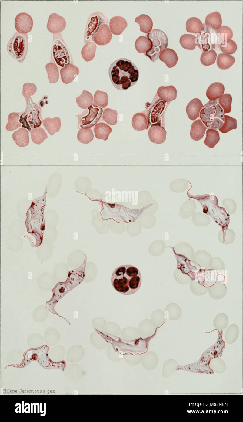 Centralblatt für Bakteriologie, Parasitenkunde und Infektionskrankheiten (1912) (20578995312) Stock Photo