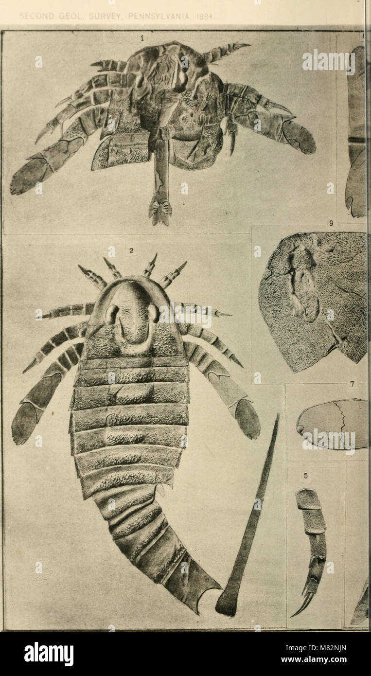 This 1884 paper details the discovery of the extinct marine genus ...