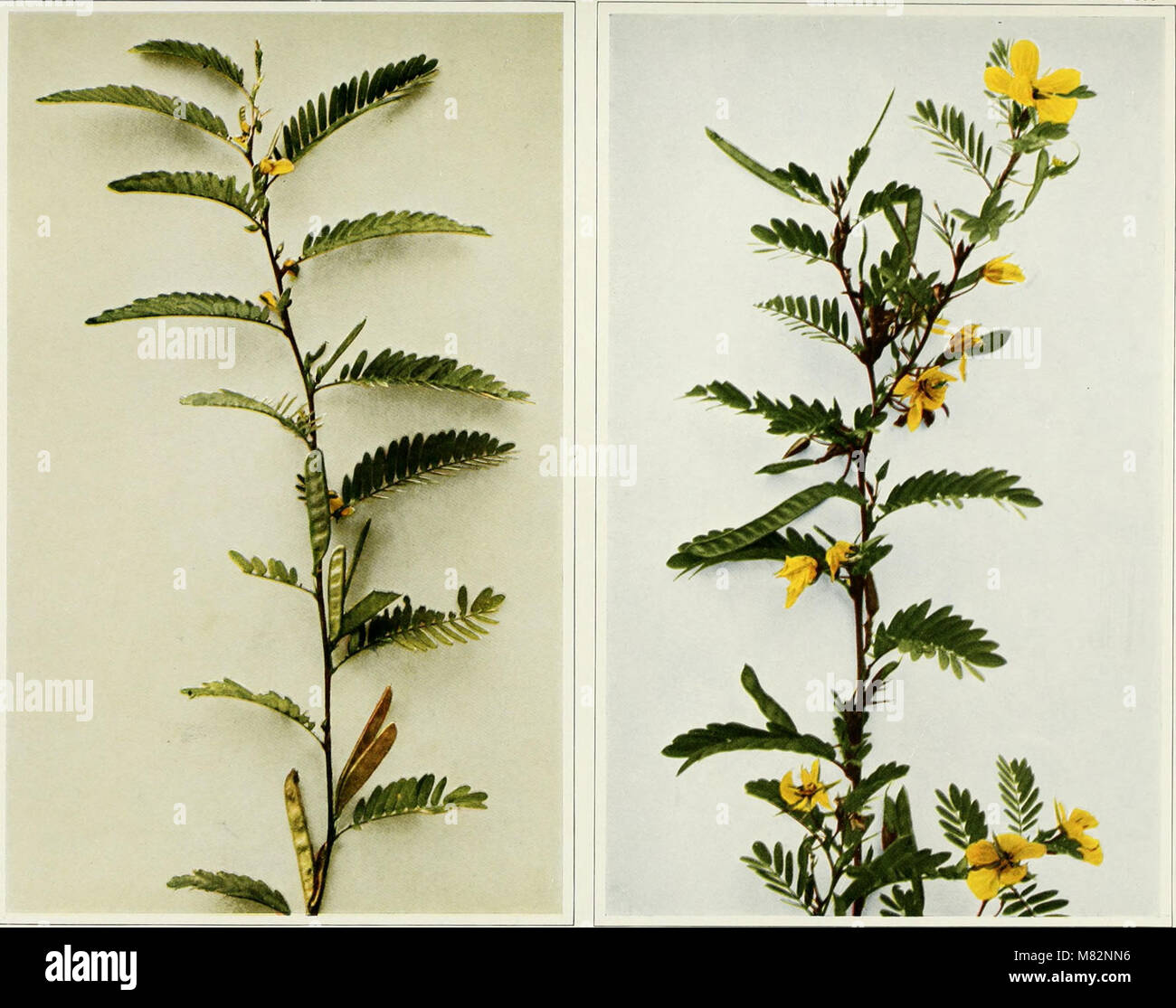 Chamaecrista nictitans & Chamaecrista fasciculata WFNY-105 (18241318419) Stock Photo