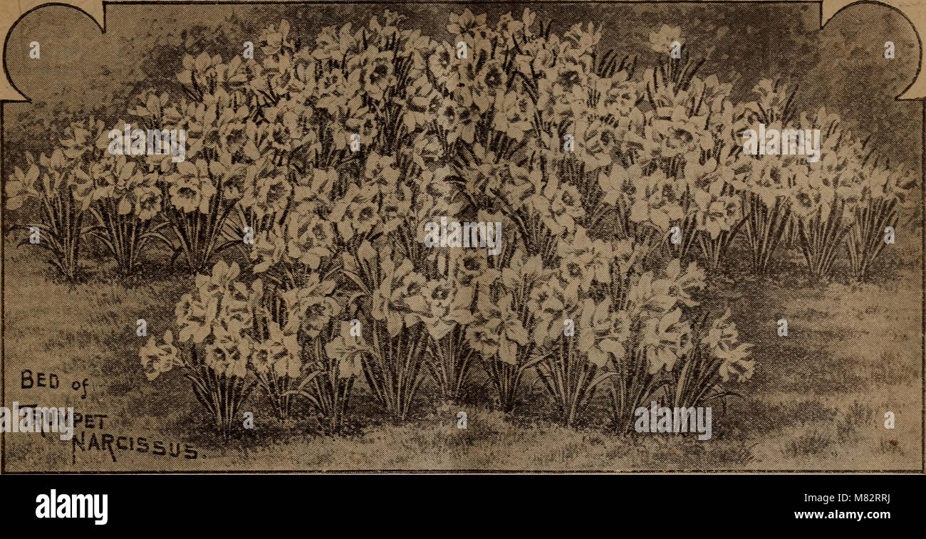 The *Childs' Fall Bulbs That Bloom* catalog (1919) provides a selection