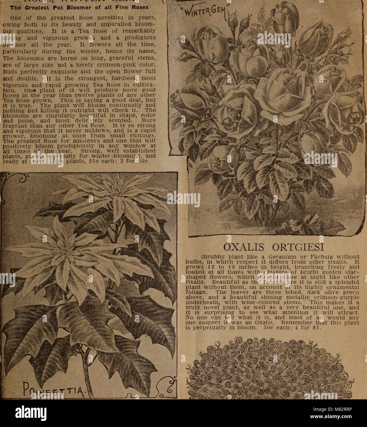 Childs' 1919 catalog provides detailed information on fall-blooming ...