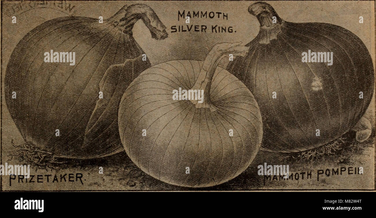 The 1918 catalog from Childs' offers rare flowers, vegetables, and