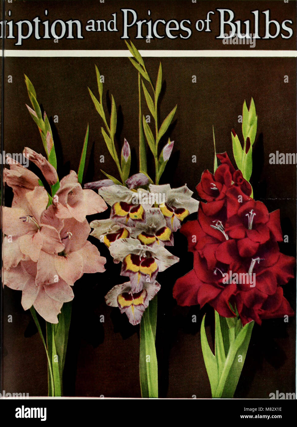 Choice gladiolus easy to grow (1927) (20600472202 Stock Photo Alamy