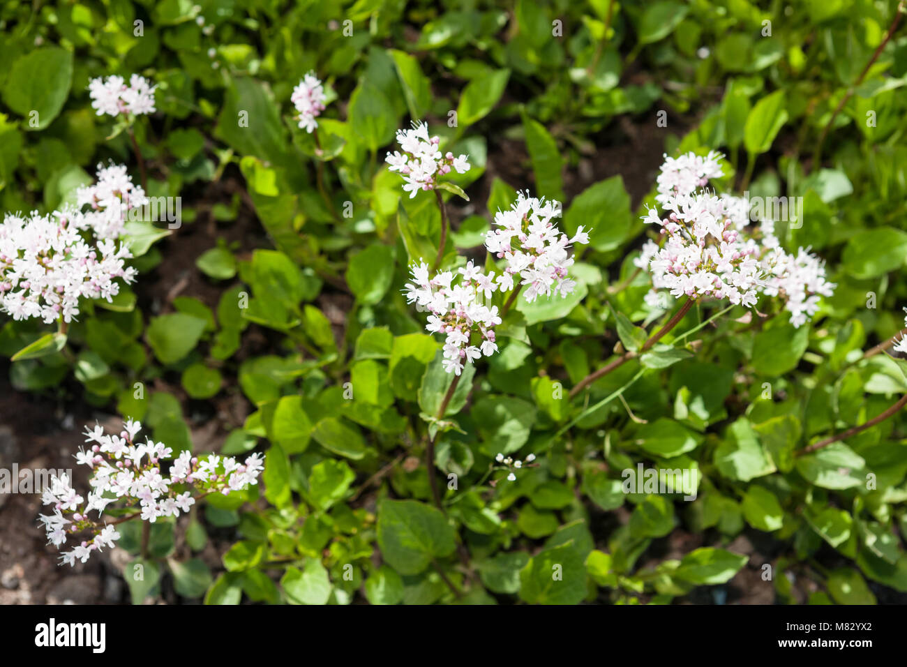 Valeriana alliariifolia var. tiliifolia, Helbladig vänderot (Valeriana tiliifolia) Stock Photo