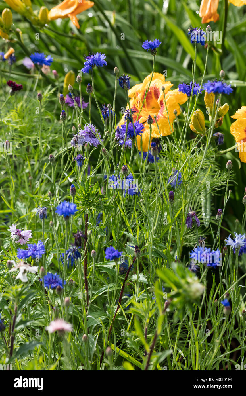 Great blue-bottle, Bergklint (Centaurea montana) Stock Photo