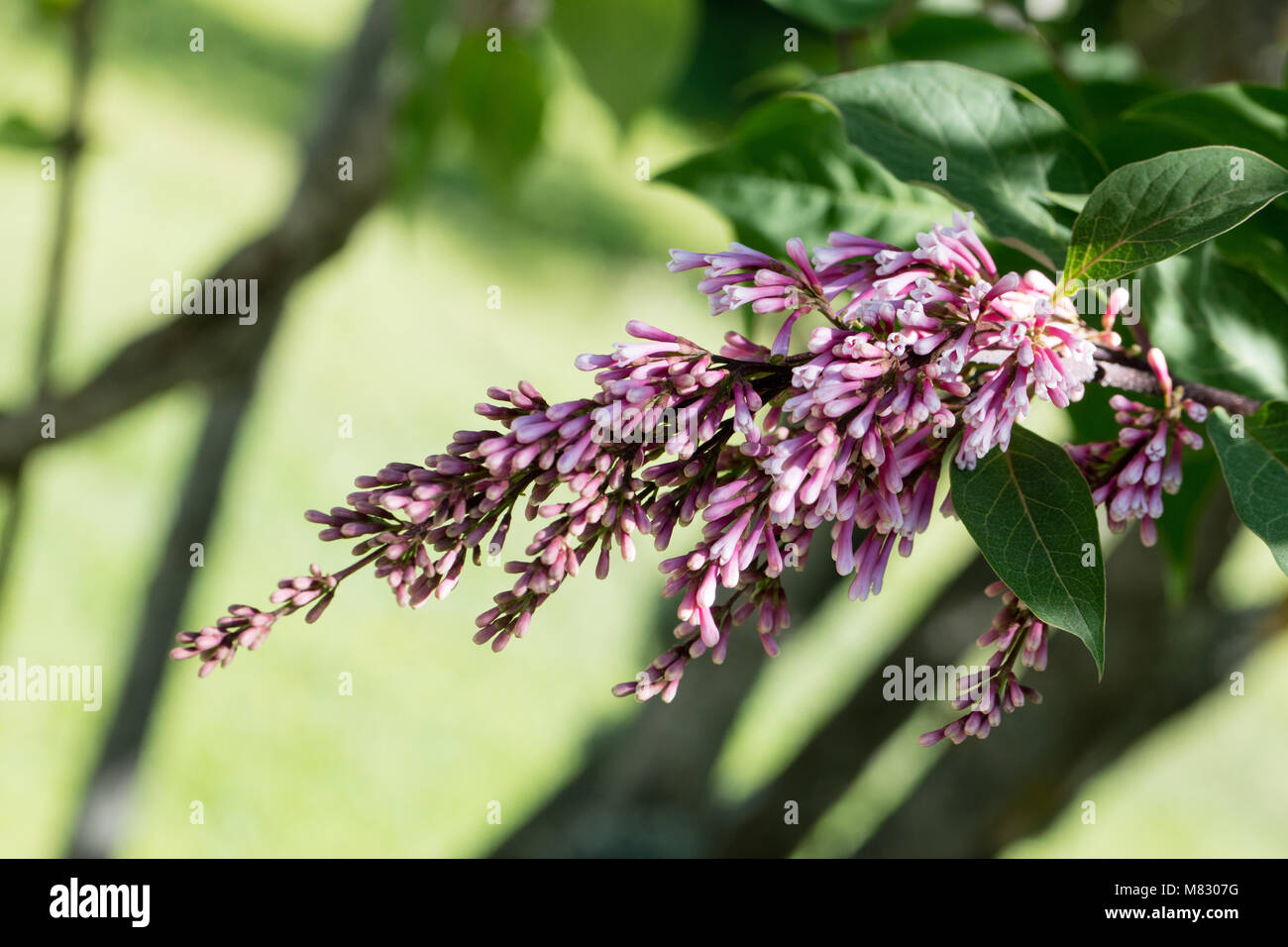 Yunnan Lilac, Yunnansyren (Syringa yunnanensis) Stock Photo