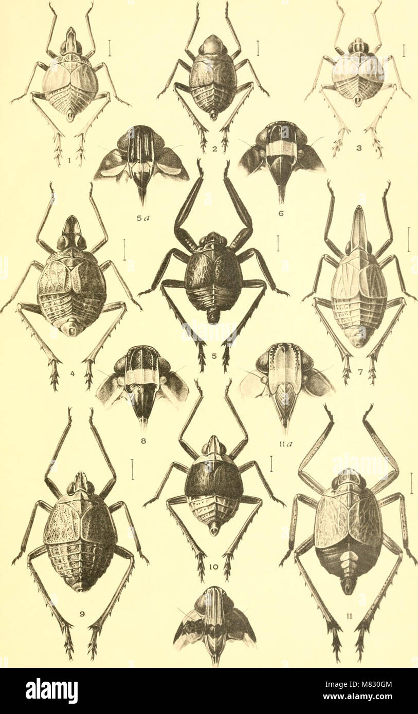 Cichia Insect This 1913 work focuses on the study of Cixiidae, a family of plant ...
