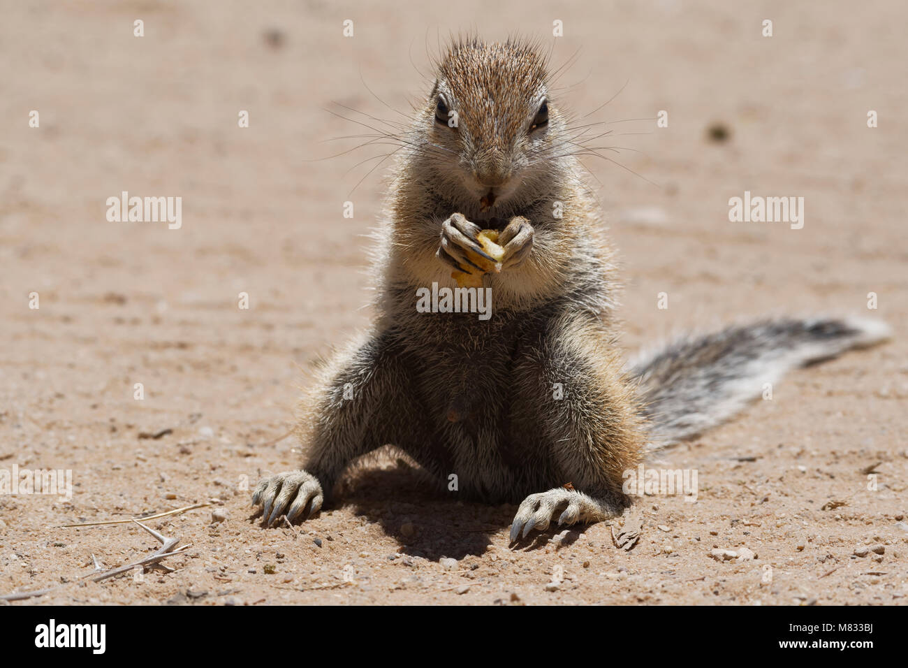 Cape ground squirrel (Xerus inauris), male, feeding on a piece of apple at Mata-Mata rest camp, Kgalagadi Transfrontier Park, Northern Cape, South Afr Stock Photo