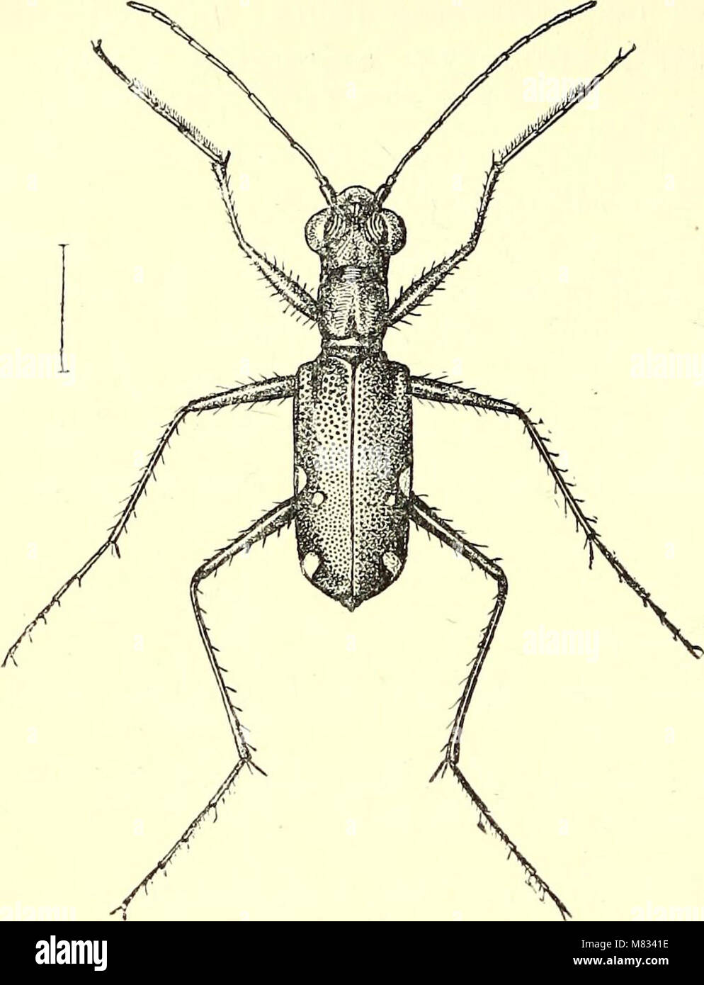 Coleoptera - general introduction and Cicindelidae and Paussidae (1912) (14598336858) Stock Photo