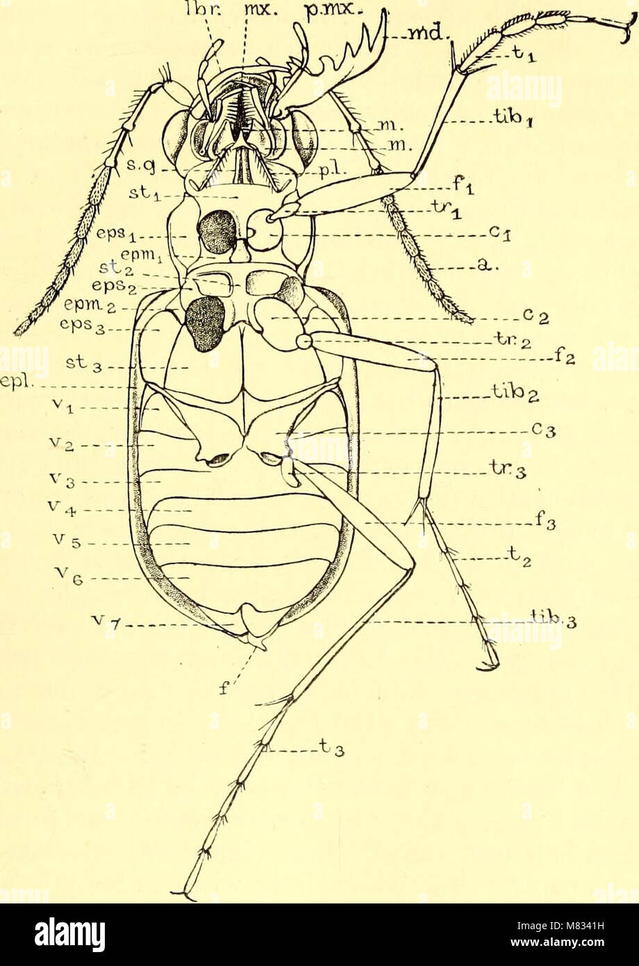 Coleoptera - general introduction and Cicindelidae and Paussidae (1912) (14781764581) Stock Photo