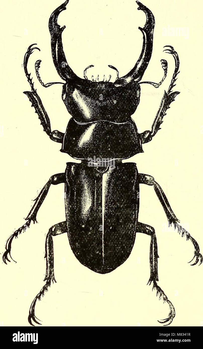 Coleoptera - general introduction and Cicindelidae and Paussidae (1912) (14784955765) Stock Photo