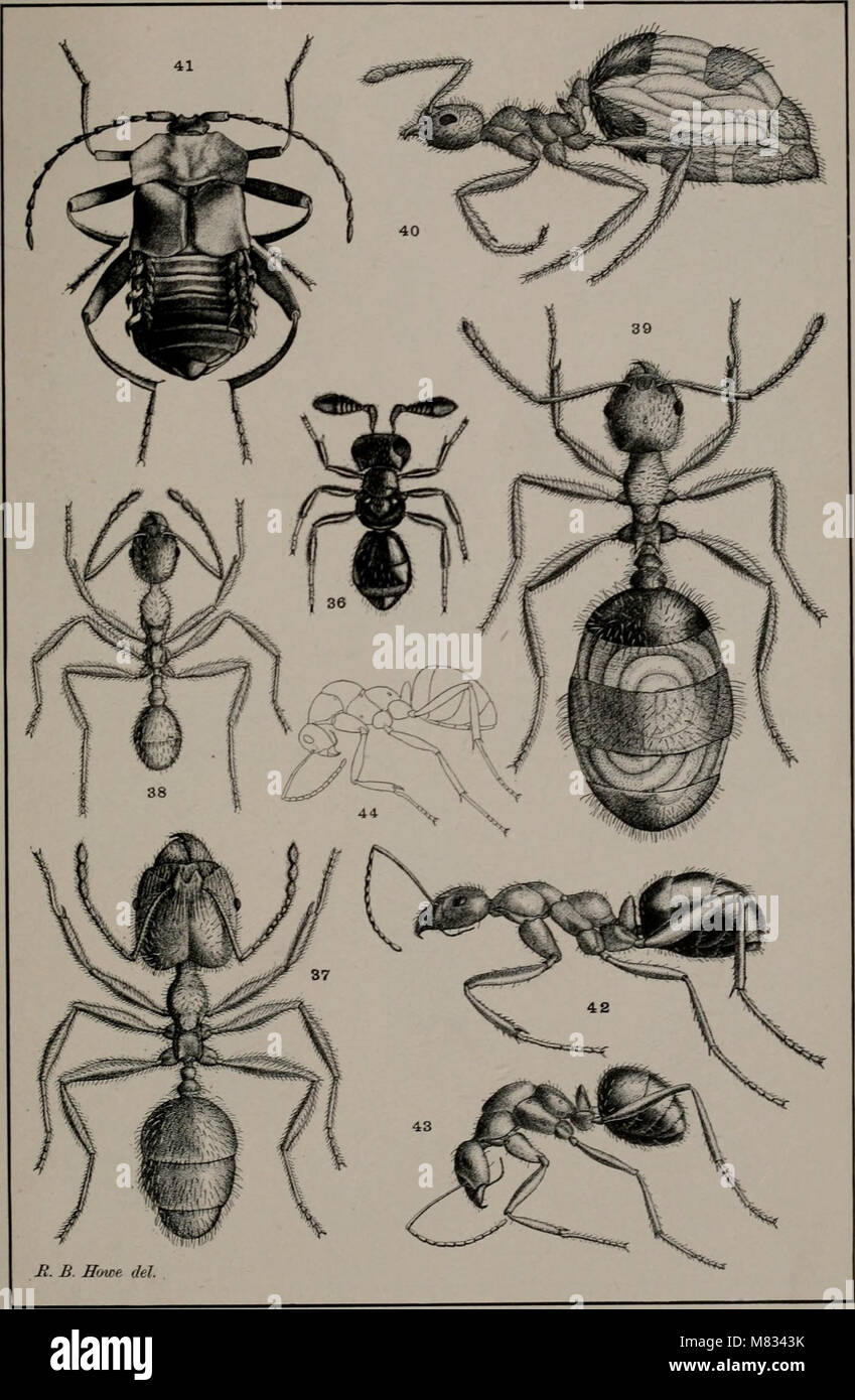 'Collected Papers on Ants' (1905) compiles research and studies on ant ...