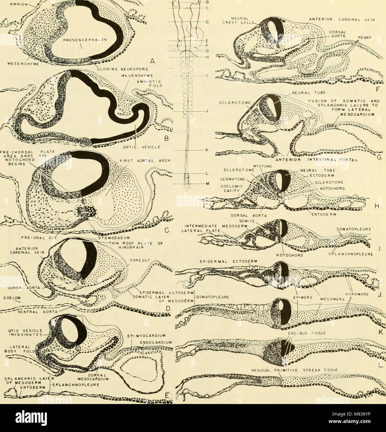 Comparative embryology of the vertebrates; with 2057 drawings and photos. grouped as 380 illus (1953) (20049544483) Stock Photo
