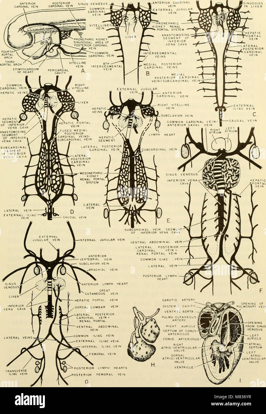 Comparative embryology of the vertebrates; with 2057 drawings and photos. grouped as 380 illus (1953) (20049742763) Stock Photo