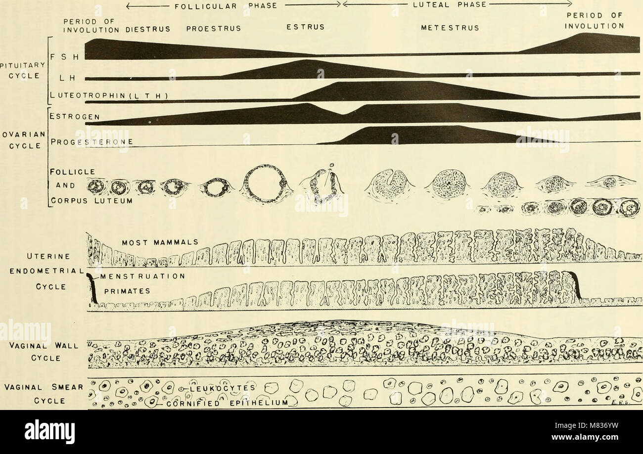 Comparative embryology of the vertebrates; with 2057 drawings and photos. grouped as 380 illus (1953) (20482047670) Stock Photo