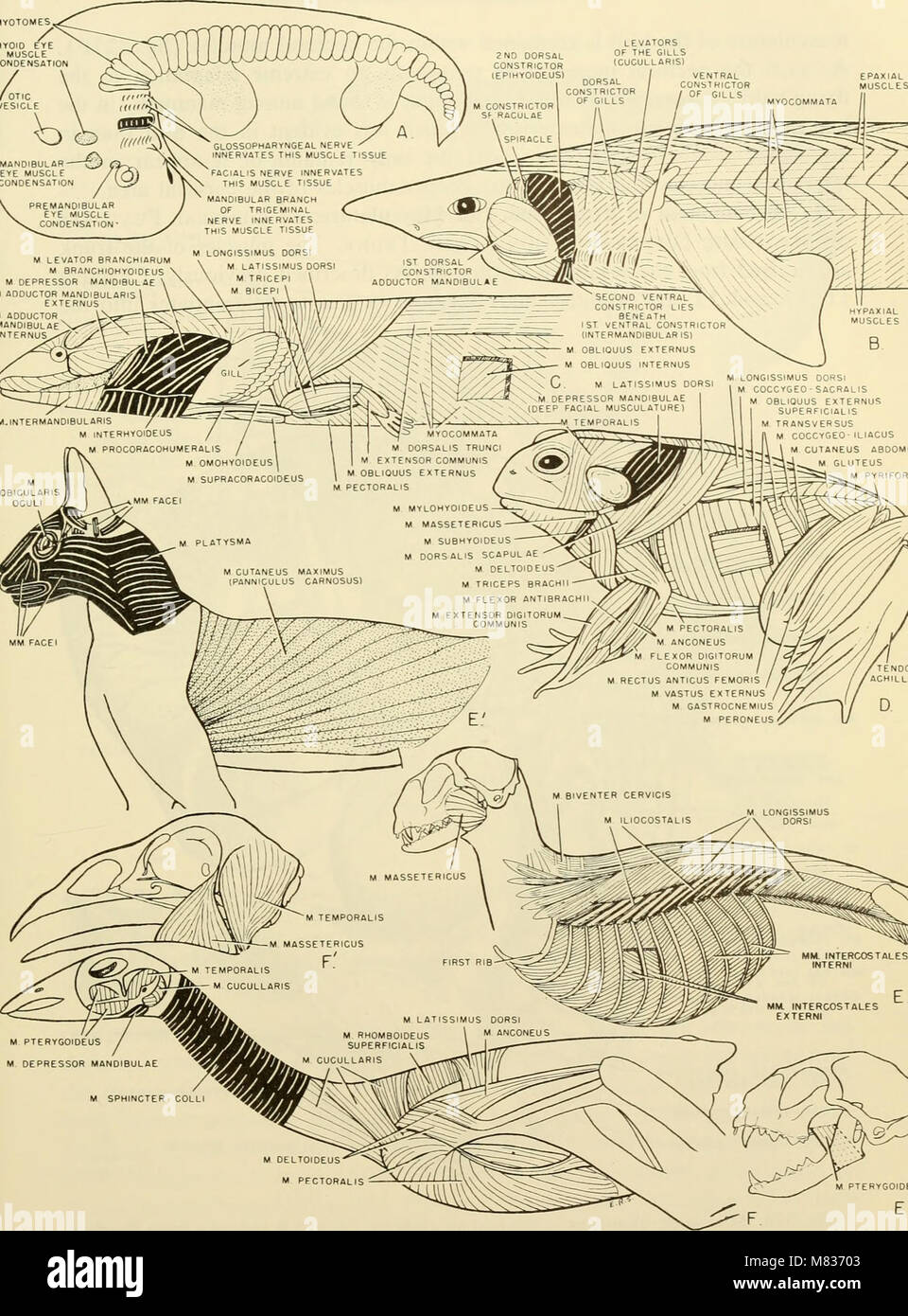 Comparative embryology of the vertebrates; with 2057 drawings and photos. grouped as 380 illus (1953) (20482667310) Stock Photo