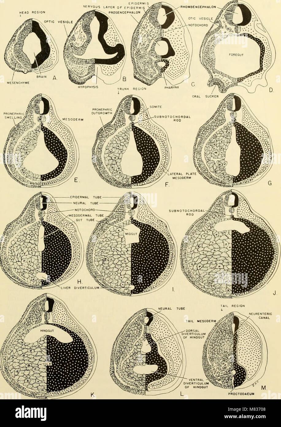 Comparative embryology of the vertebrates; with 2057 drawings and photos. grouped as 380 illus (1953) (20644190826) Stock Photo