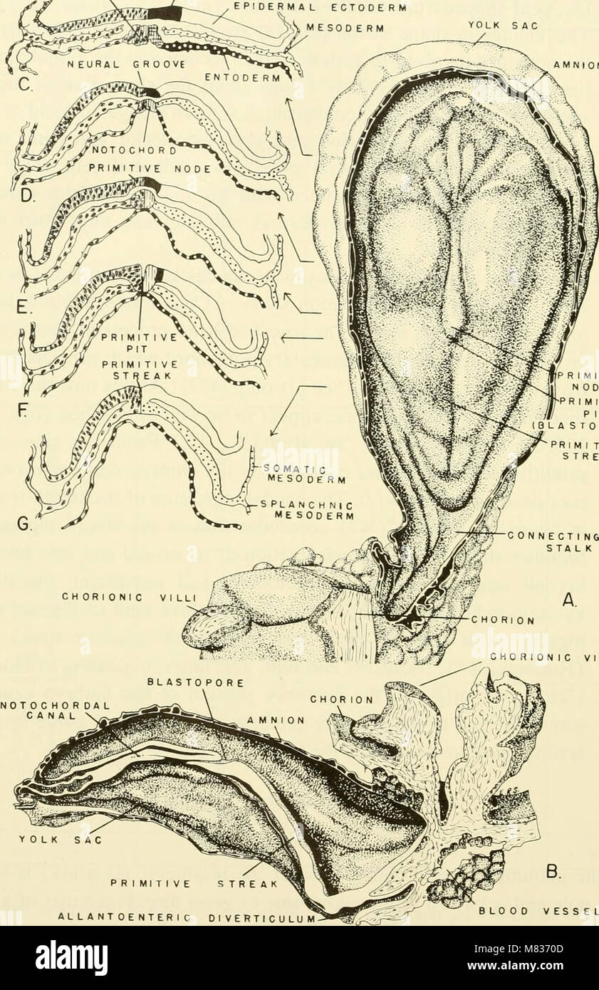 Comparative embryology of the vertebrates; with 2057 drawings and photos. grouped as 380 illus (1953) (20661197932) Stock Photo