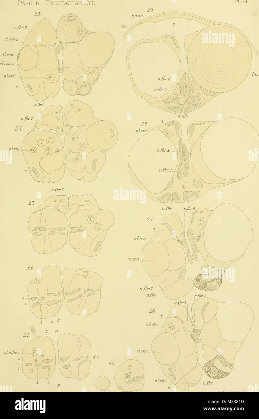 This 1891 study examines the compound eyes of crustaceans, exploring their structure, function, and evolutionary significance. The work provides detailed observations on how crustaceans use their eyes for navigation and hunting in aquatic environments. Stock Photo