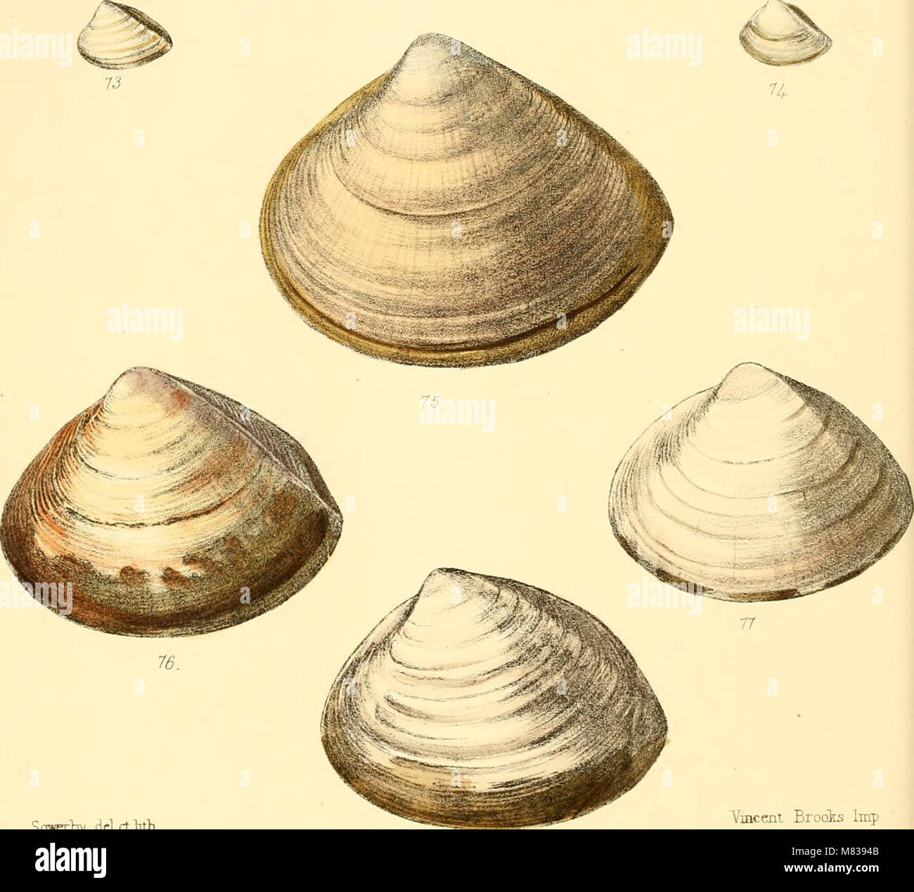 Variety of detailed illustrations of shells hi-res stock photography ...
