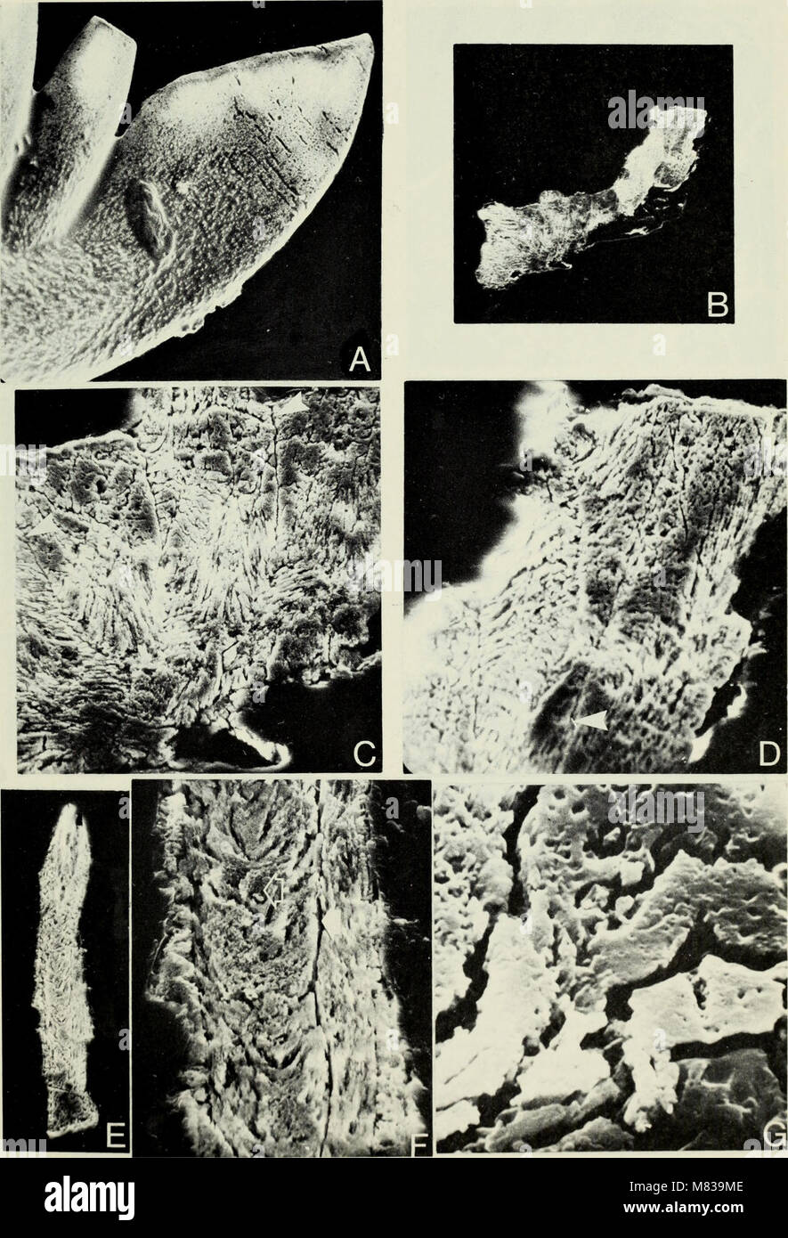 Conodont ultrastructure - the family Panderodontidae (1973) (20671595712) Stock Photo