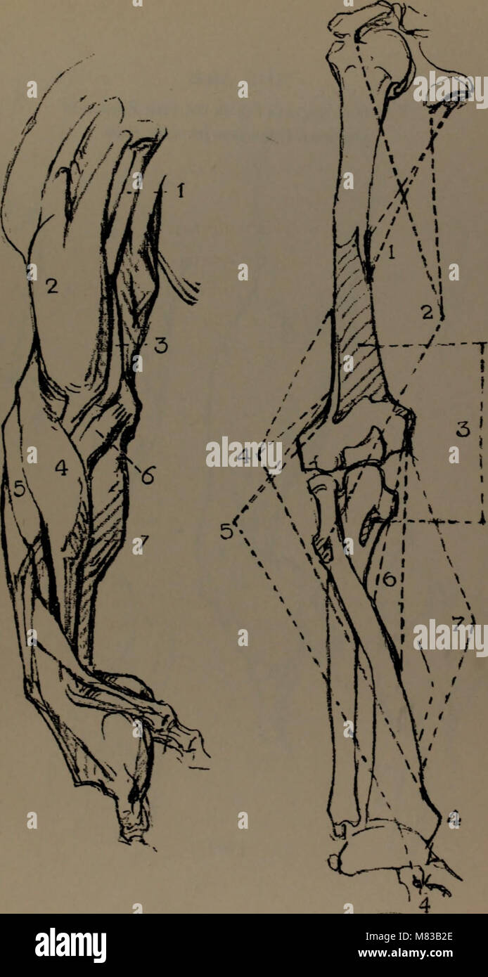 A 1920 work on constructive anatomy, focusing on the human bodyâ€™s ...