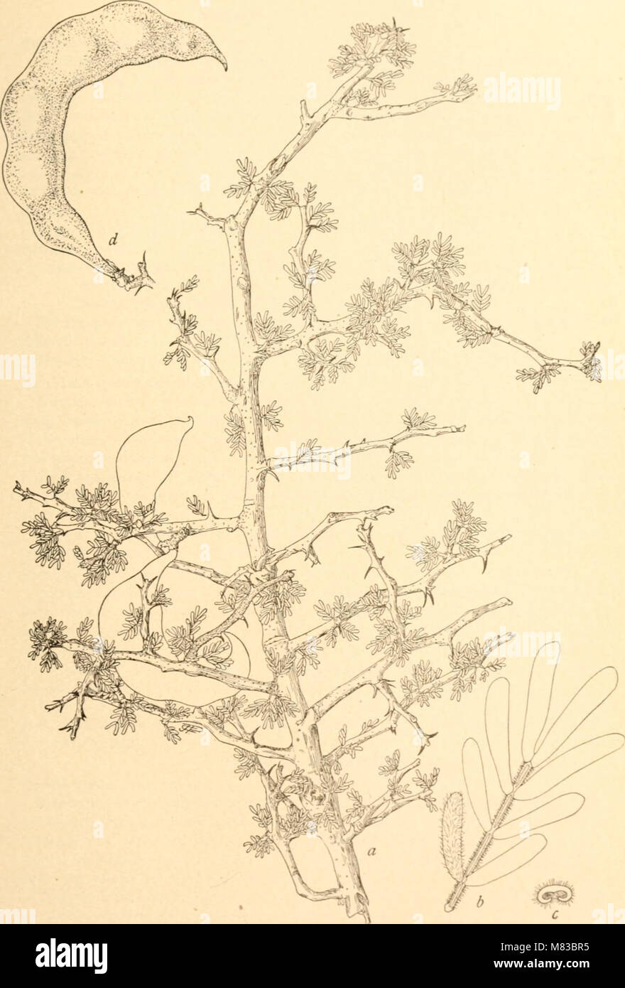 Contributions from the U.S. National Herbarium (1906) (20063933014) Stock Photo