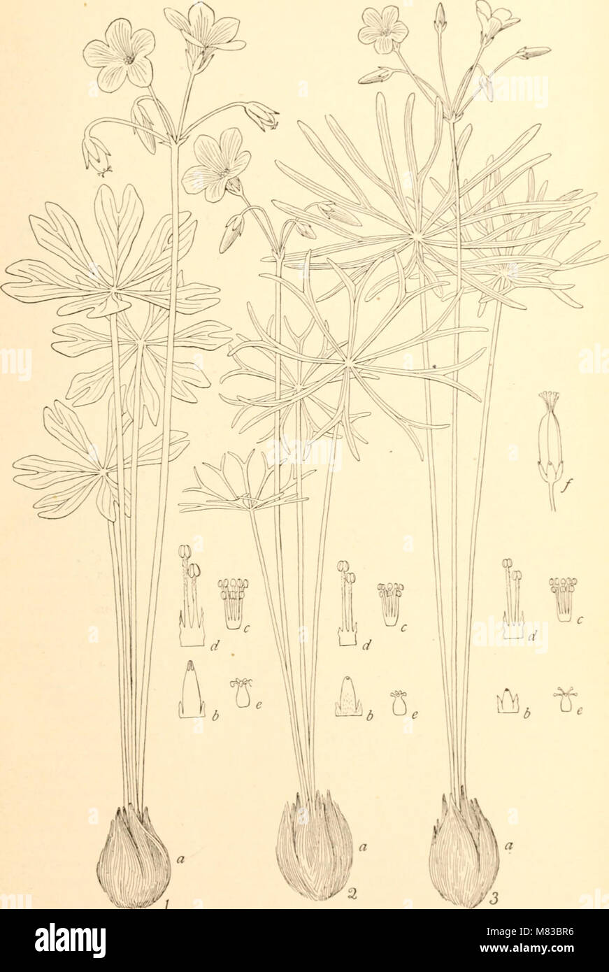 Contributions from the U.S. National Herbarium (1906) (20063961044) Stock Photo