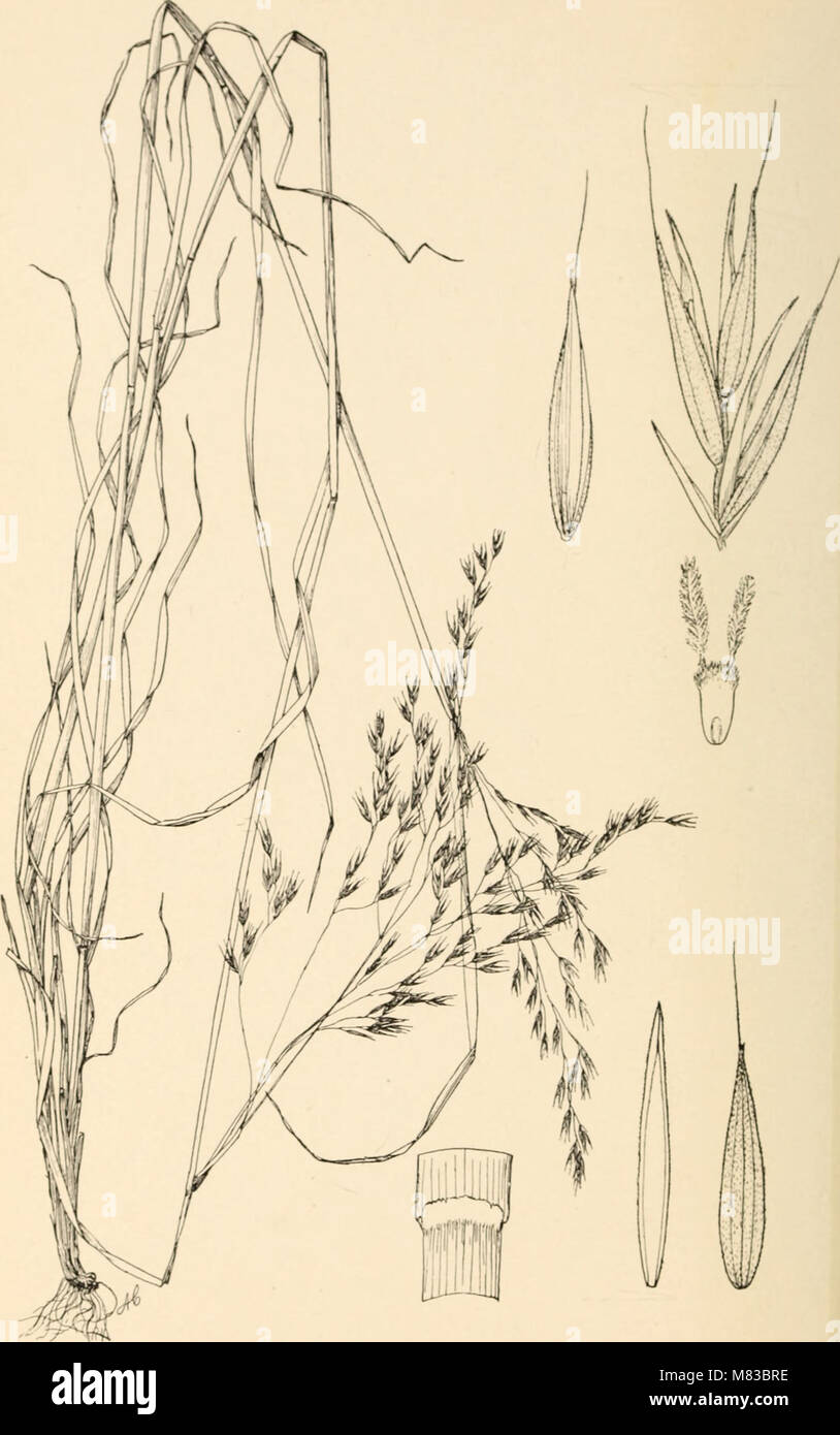 Contributions from the U.S. National Herbarium (1906) (20498445400) Stock Photo