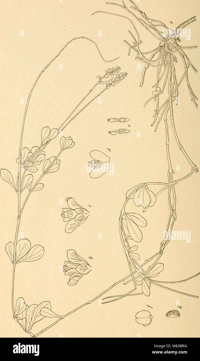 Contributions from the U.S. National Herbarium (1906) (20498526378) Stock Photo