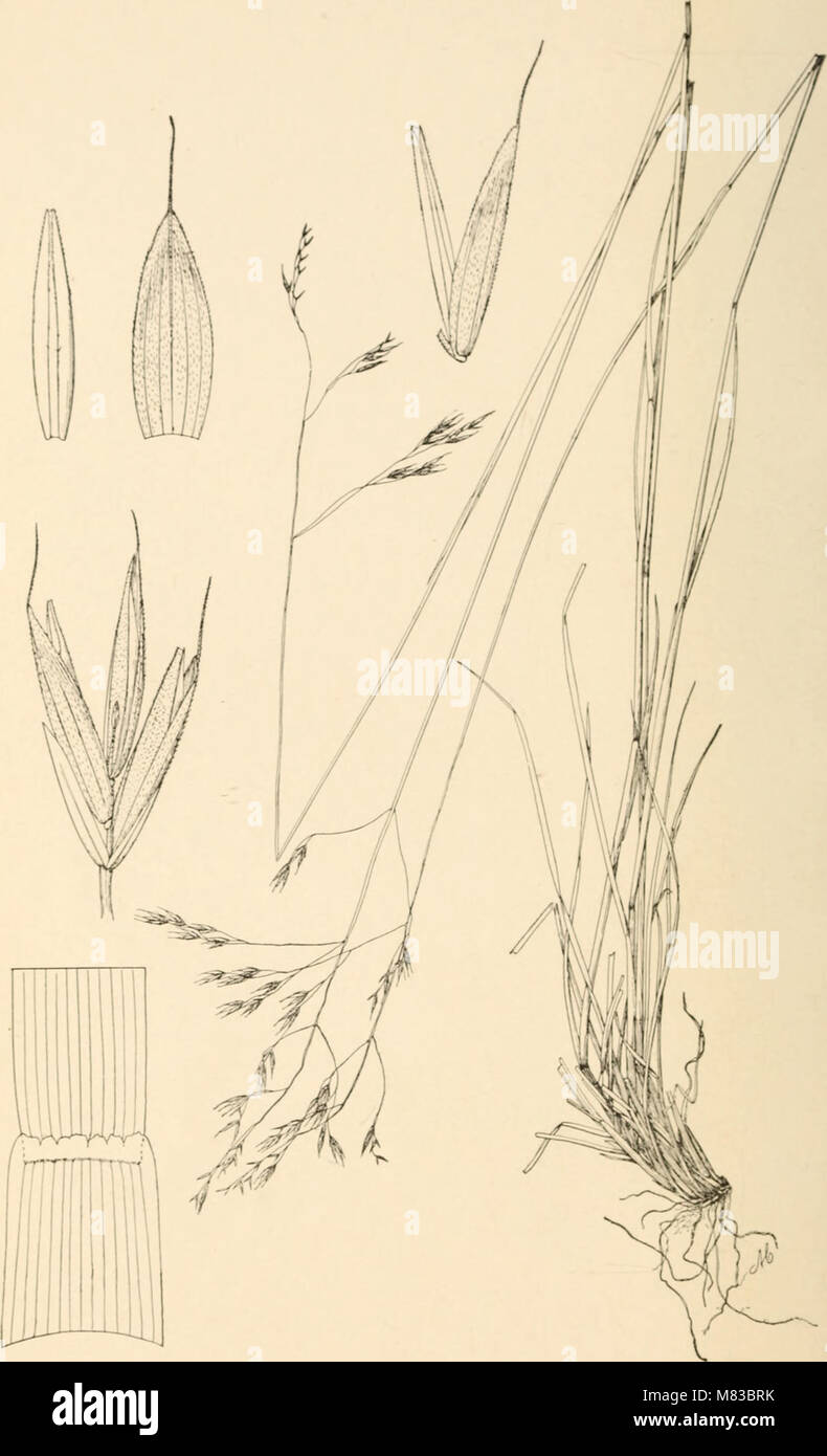 Contributions from the U.S. National Herbarium (1906) (20499677509) Stock Photo