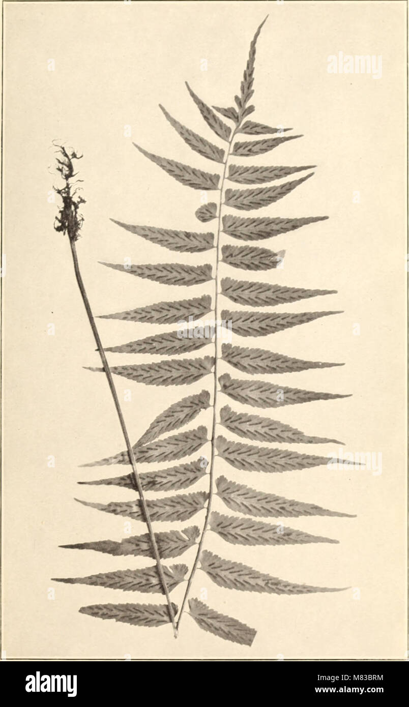 Contributions from the U.S. National Herbarium (1906) (20499951829) Stock Photo