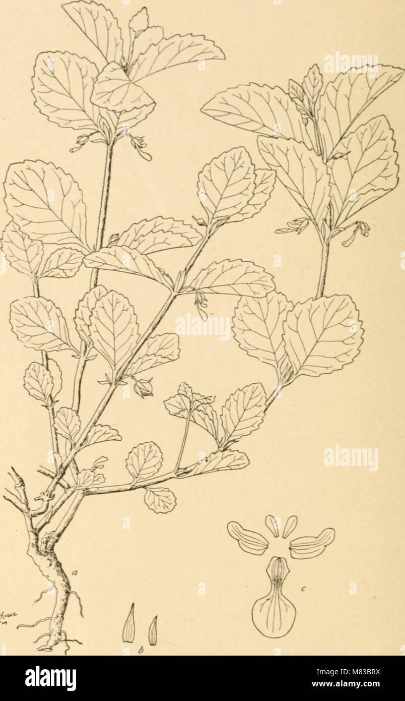 Contributions from the U.S. National Herbarium (1906) (20660292036) Stock Photo