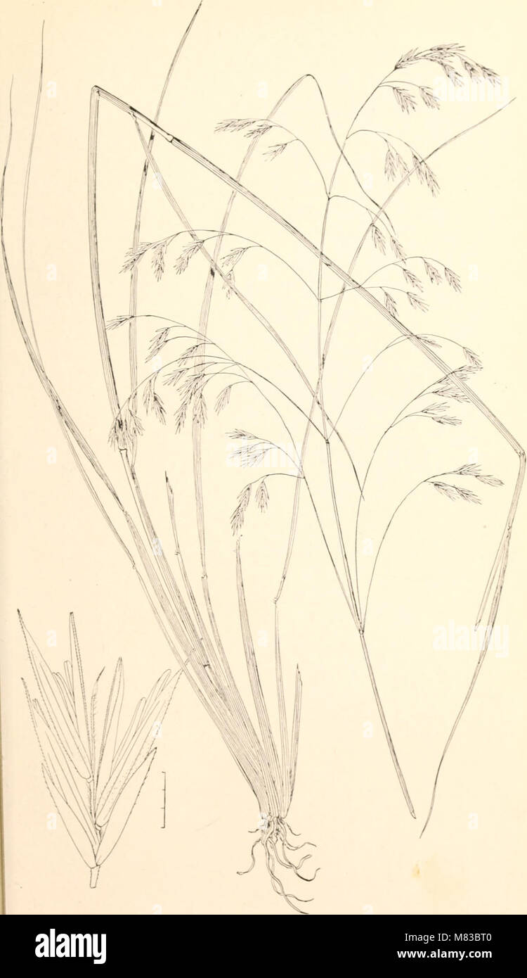 Contributions from the U.S. National Herbarium (1906) (20686413765) Stock Photo