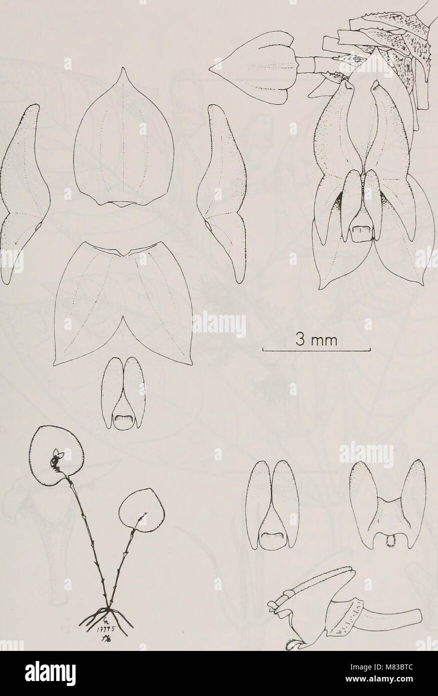 Contributions from the United States National Herbarium (2006