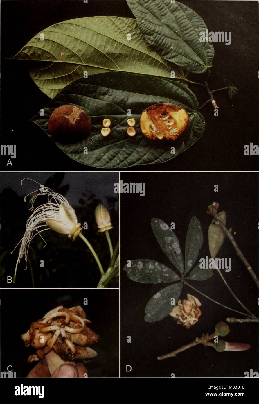 Contributions from the United States National Herbarium (2006) (20501949719) Stock Photo