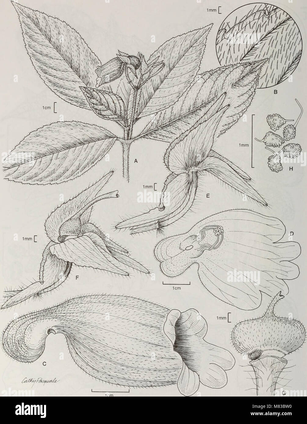 Contributions from the United States National Herbarium (2006