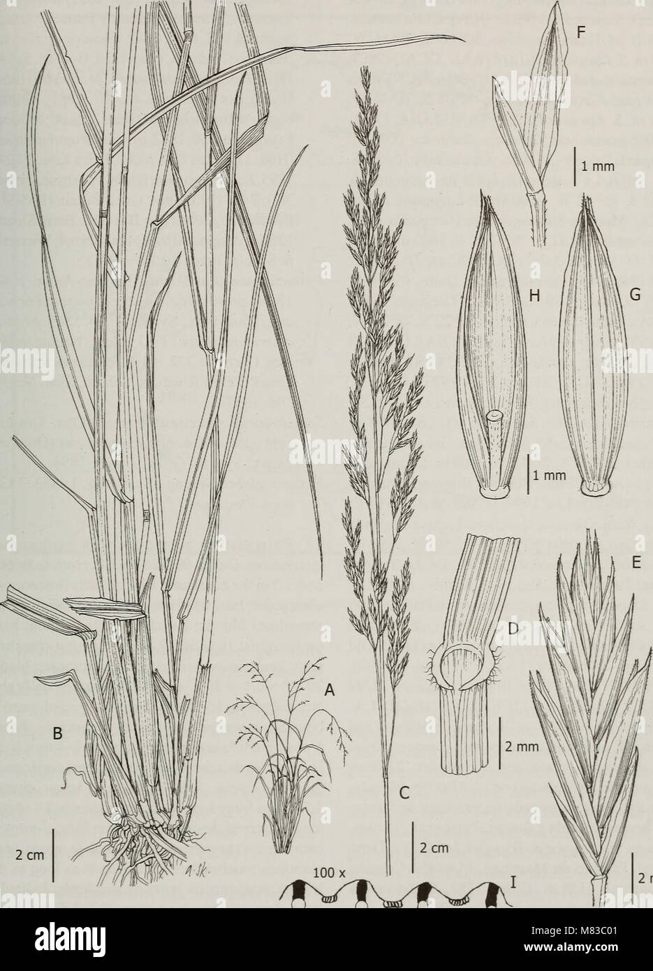 Contributions from the United States National Herbarium (2008) (14783331035) Stock Photo